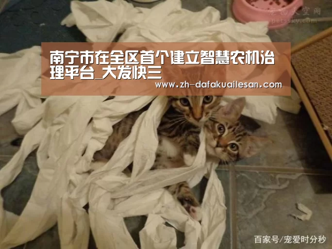 大发快三